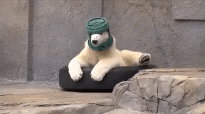 小北極熊堅持頭戴水桶，牠夢想應該是當太空人吧