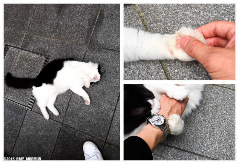 街頭詐騙 半路幫倒地喵星人把脈慘被要求索賠 Ettoday寵物雲 Ettoday新聞雲