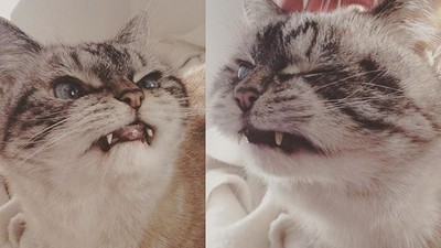 吸血鬼相关新闻懒人包, 照片, 影片, 报导, 资讯及