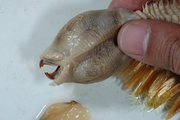 南极深海惊现长毛触手生物 头部像阴茎