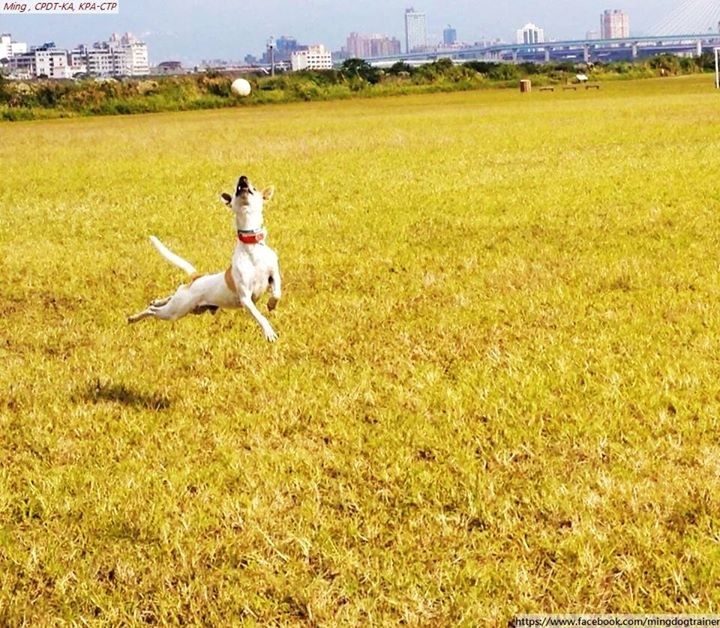 以為幫牠 消耗體力 只會讓狗頭腦簡單 個性激動 Ettoday寵物雲 Ettoday新聞雲