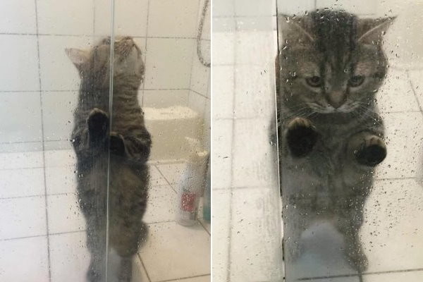 小貓百威等洗澡，表情超哀怨。（圖／粉絲專頁「我是一個小胖紙 名字叫百威」授權提供）