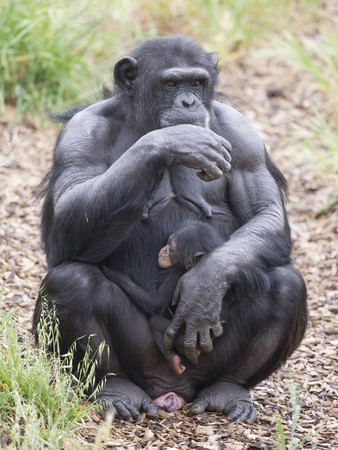 怀孕母「猩猩相惜」 收养新生「恩惠」孤儿