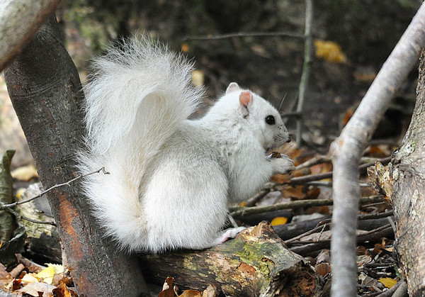 超罕見純白松鼠，穿梭樹林就像小精靈下凡❤ | 乖寶貝| 鍵盤大檸檬| ETtoday新聞雲