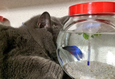 藍貓貼著魚缸和鬥魚比瞪眼　網友：是晚上想加菜嗎？