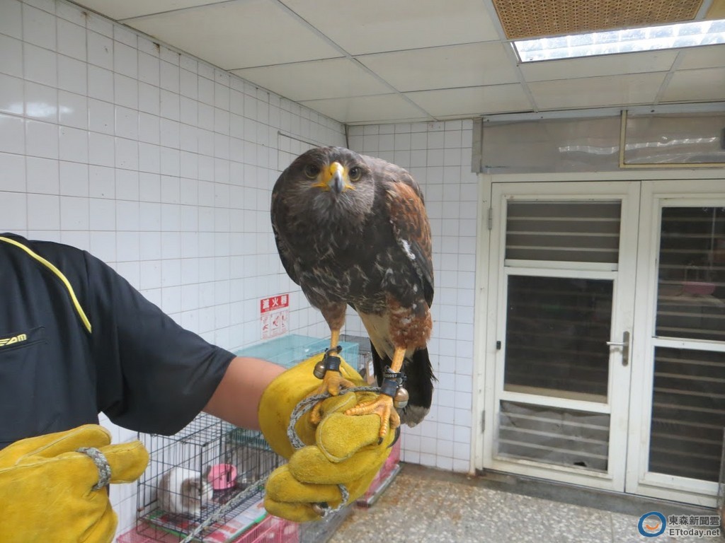 栗翅鷹放飛迷途大漢橋一堆「飼主」搶著要帶回| ETtoday寵物雲| ETtoday新聞雲