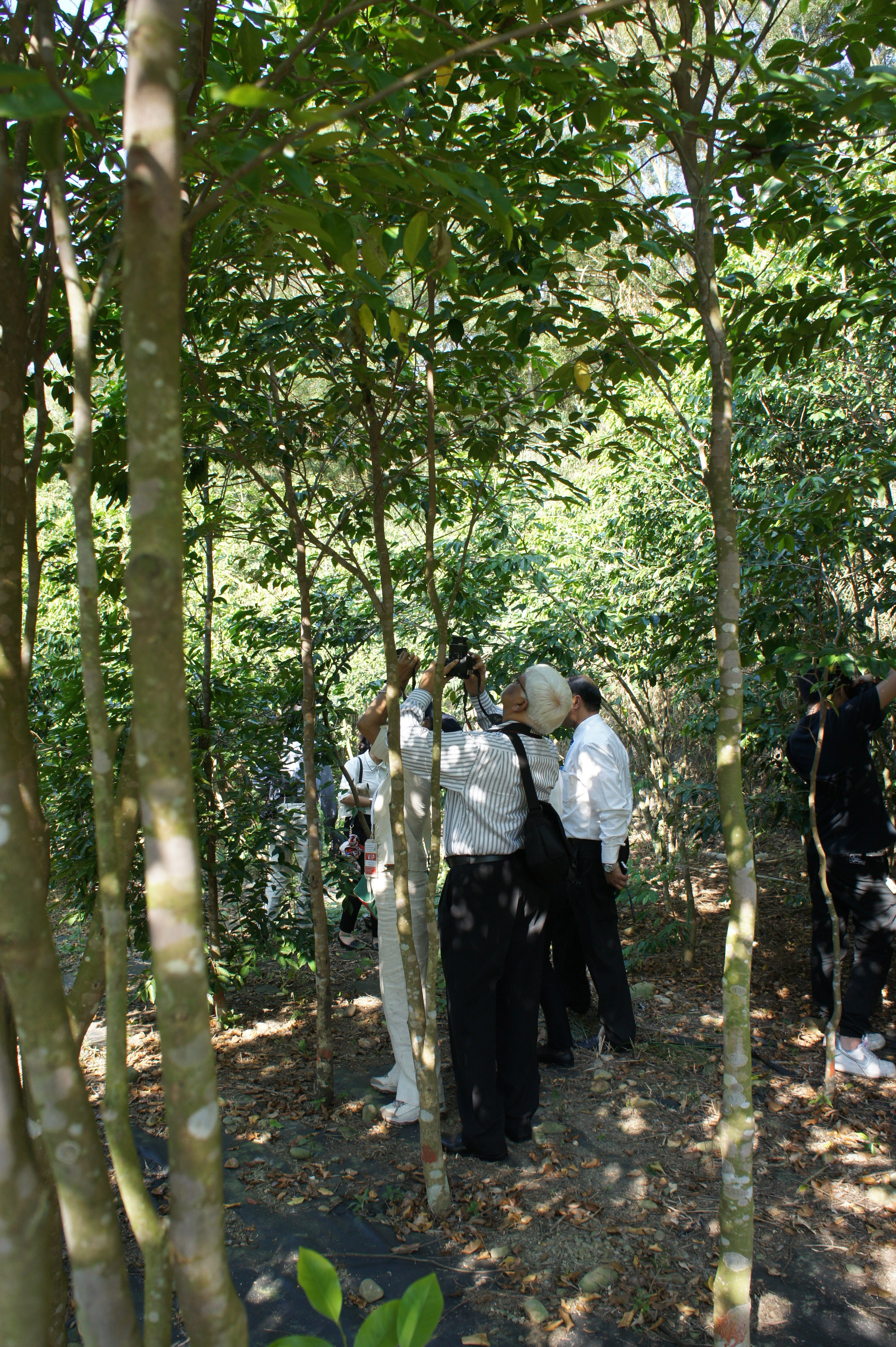 一克沉香要价上万 大叶大学成功复育「植物界钻石」