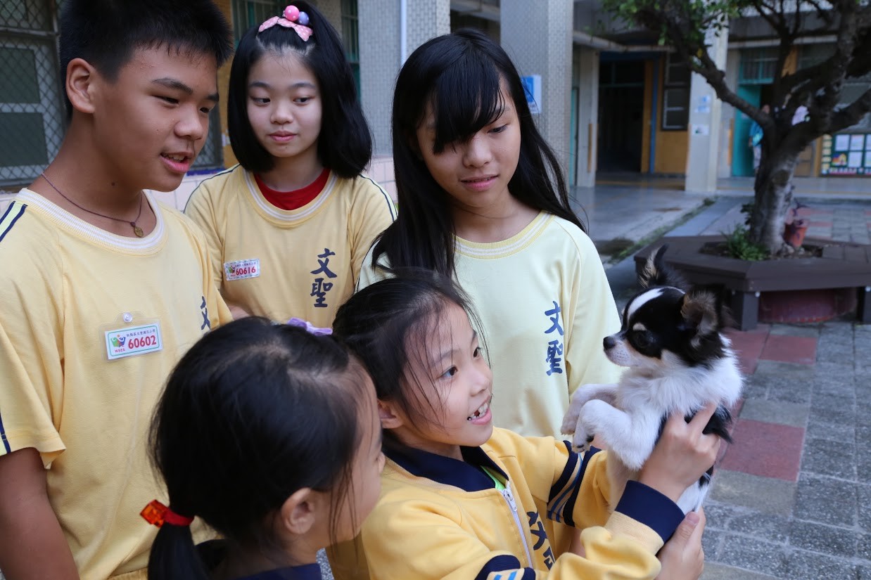 ▲文聖國小伴讀犬小愛。（圖／新北市動保處提供）