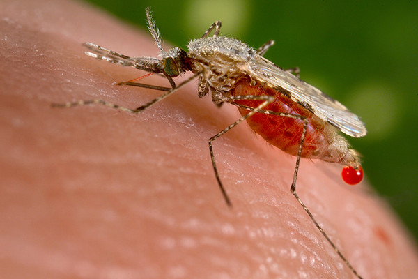 青蒿素及其衍生物是現今所有藥物中起效最快的抗惡性瘧原蟲瘧疾藥。 （圖／翻攝自維基百科）
