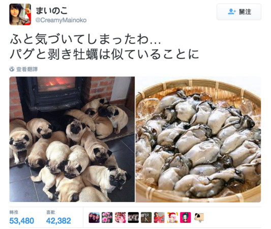 16隻巴哥犬冬天取暖　看照片以為是一盤牡蠣（圖／Twitter-まいのこ @CreamyMainoko）