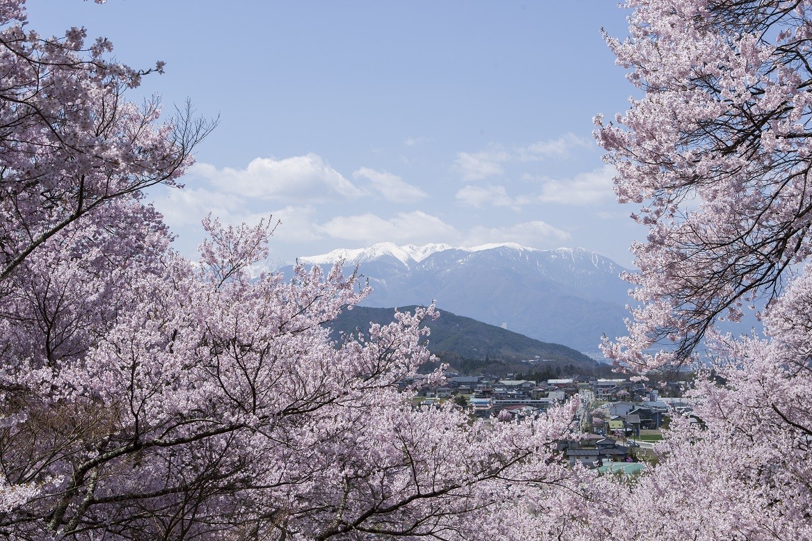 高遠城櫻花,高遠城址公園,賞櫻,夜櫻,賞櫻名所百選,日本百大名城（圖／伊那市觀光協會提供）