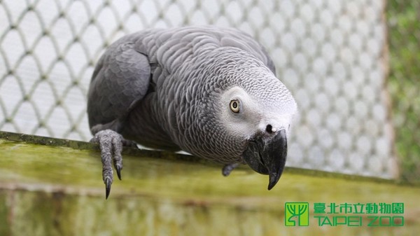 動物園灰鸚鵡小飛。（圖／台北市立動物園提供）