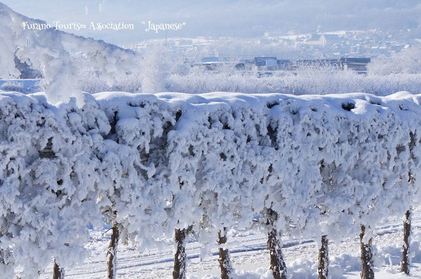 北海道入冬以来最冷 富良野出现绝美雪白「钻