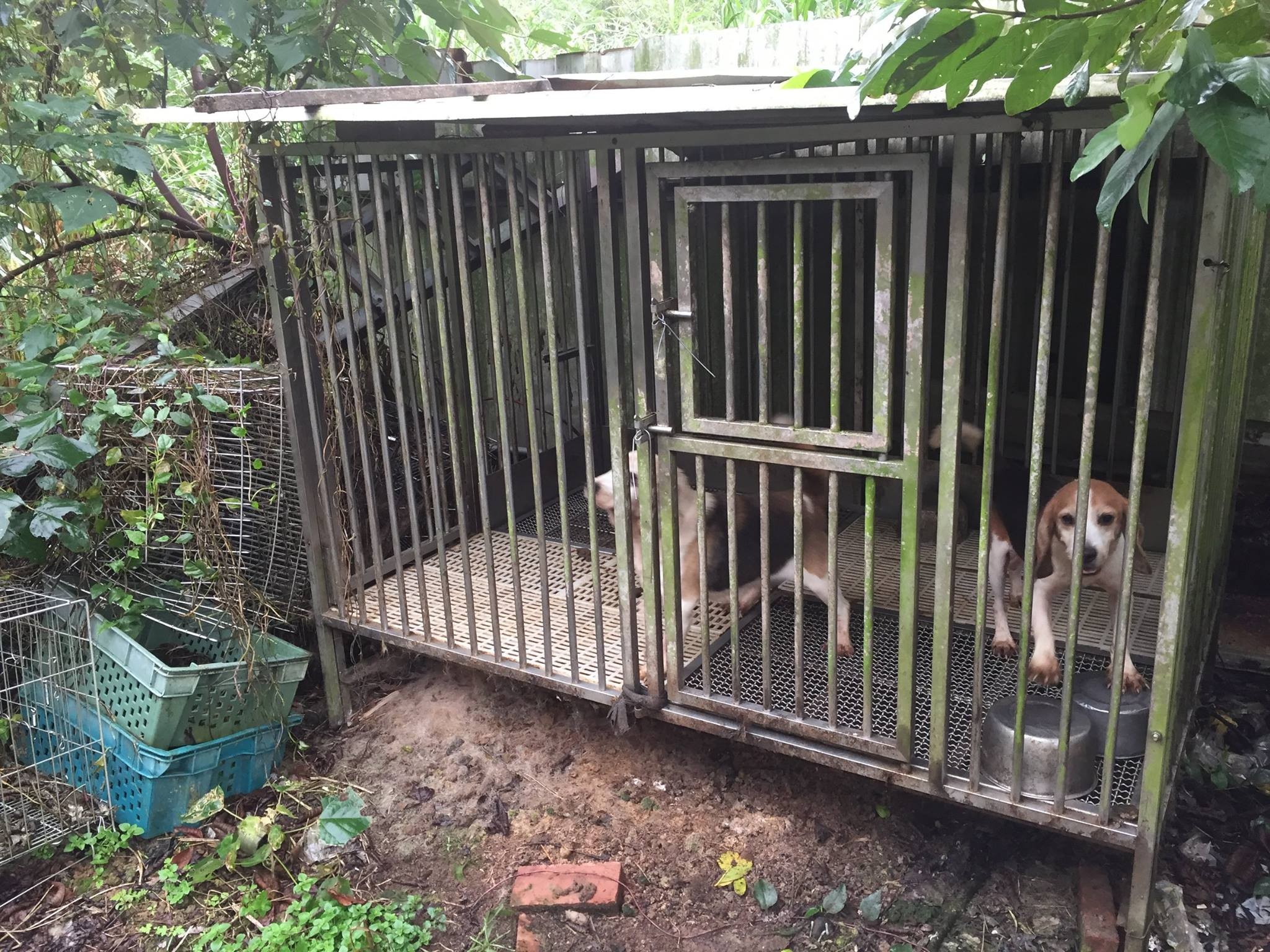 林口惡劣繁殖場。（圖／桃園市推廣動物保護協會提供）