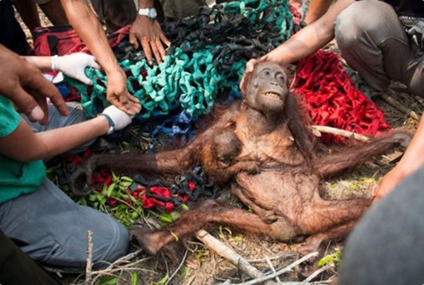 印尼紅毛猩猩逃出森林大火　努力伸手觸碰搜救員的手（圖／翻攝自IAR粉絲專頁）