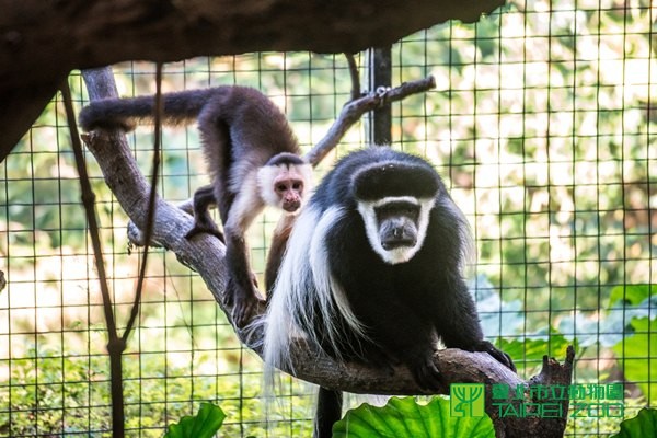 白面捲尾猴和黑白疣猴（圖／台北市立動物園）