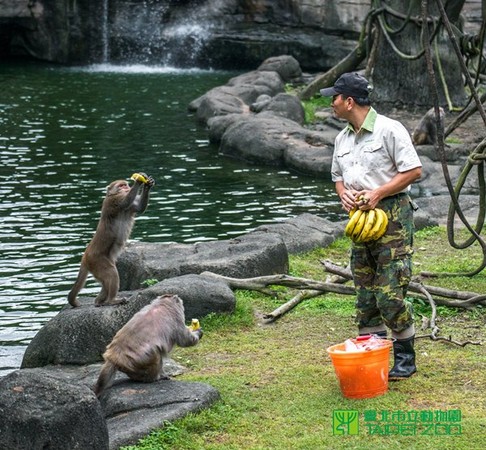 動物園台灣獼猴。（圖／台北市立動物園提供）