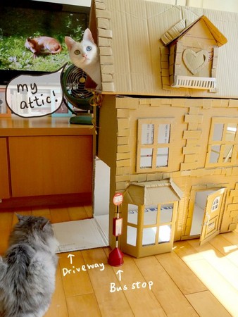 认真魔人!插画家帮猫做「纸箱别墅」 不怕被「都更」