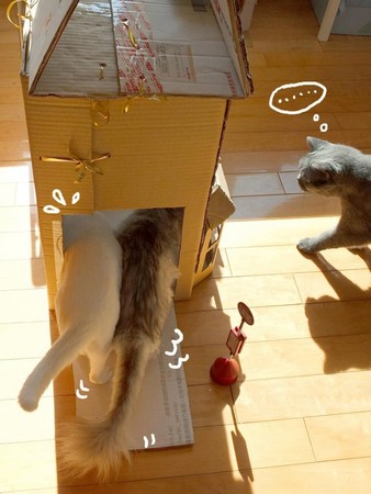 用纸箱做五层猫别墅