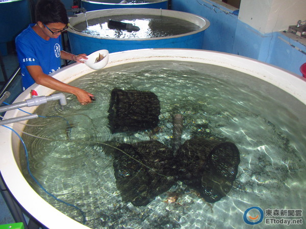 經濟價值高 花蟹1整年都能抱卵海洋大學忙人工繁殖 Ettoday地方新聞 Ettoday新聞雲