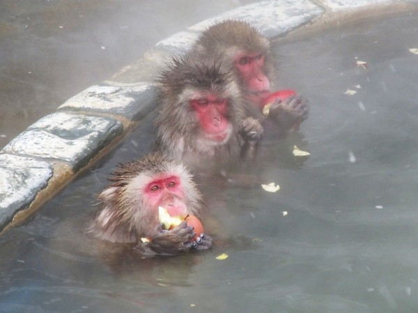 北海道函館　熱帶植物園，猴子泡溫泉（圖／取自熱帶植物園官網）