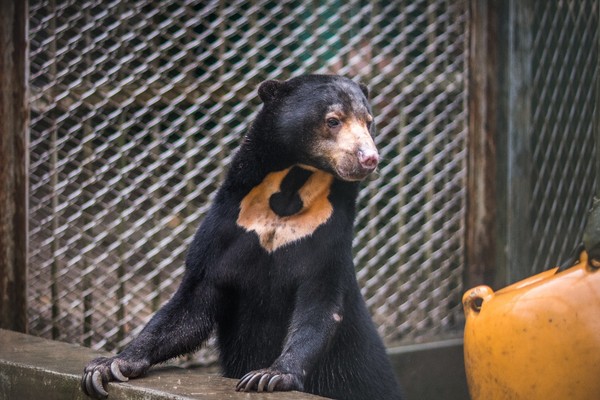 竹、北兩市動物園合作　紅毛猩猩和馬來熊Long stay（圖／臺北市立動物園提供）