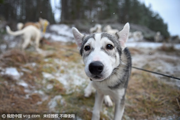 好多月月！雪橇犬大賽前　練習中的哈士奇一樣蠢萌圖／Jeff J Mitchell／Getty Images／CFP）