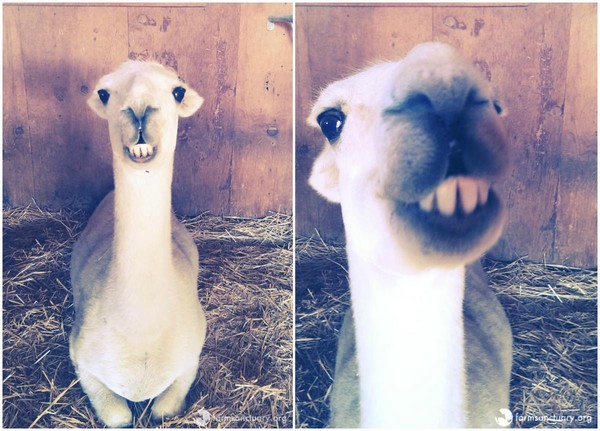 羊驼露牙笑表情包图片