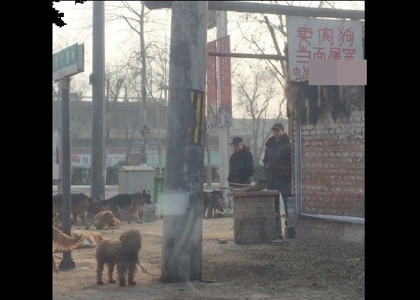 貴賓 黃金 狼犬綁路邊 現宰 好心人不捨全買下 Ettoday大陸新聞 Ettoday新聞雲