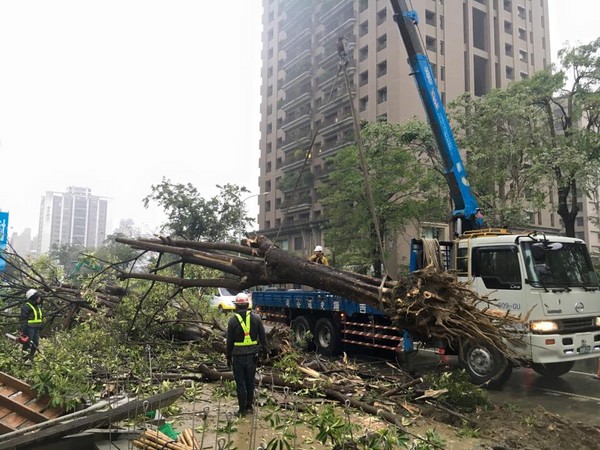 台中市政府對黑板樹下達了「追殺令」。（圖／翻攝自台灣護樹團體聯盟臉書）