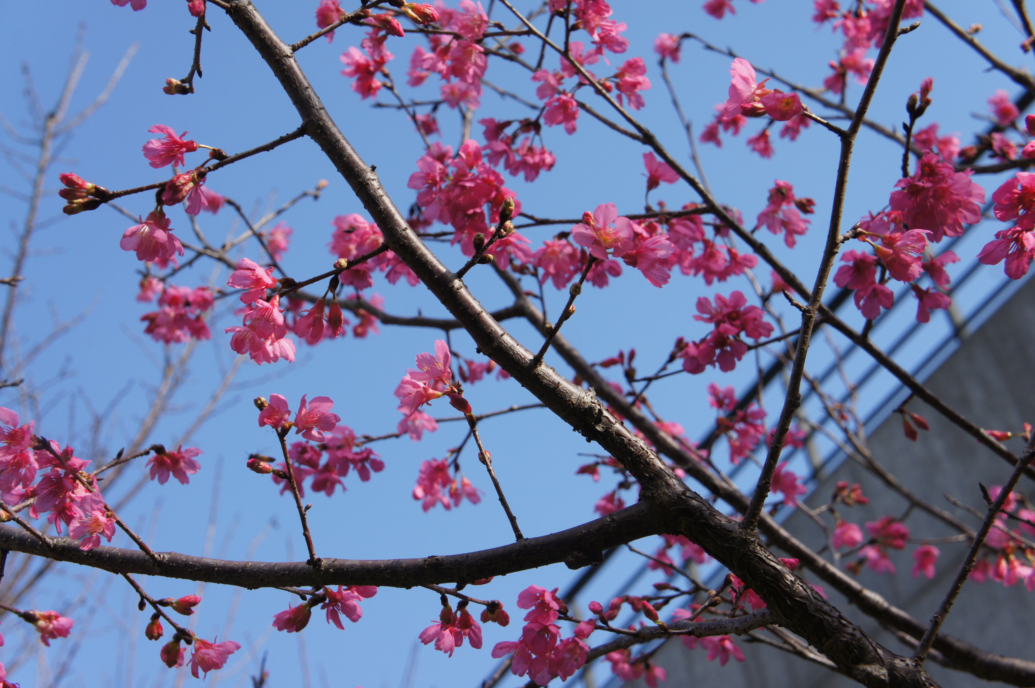 賞櫻,大葉大學（圖／大葉大學提供）