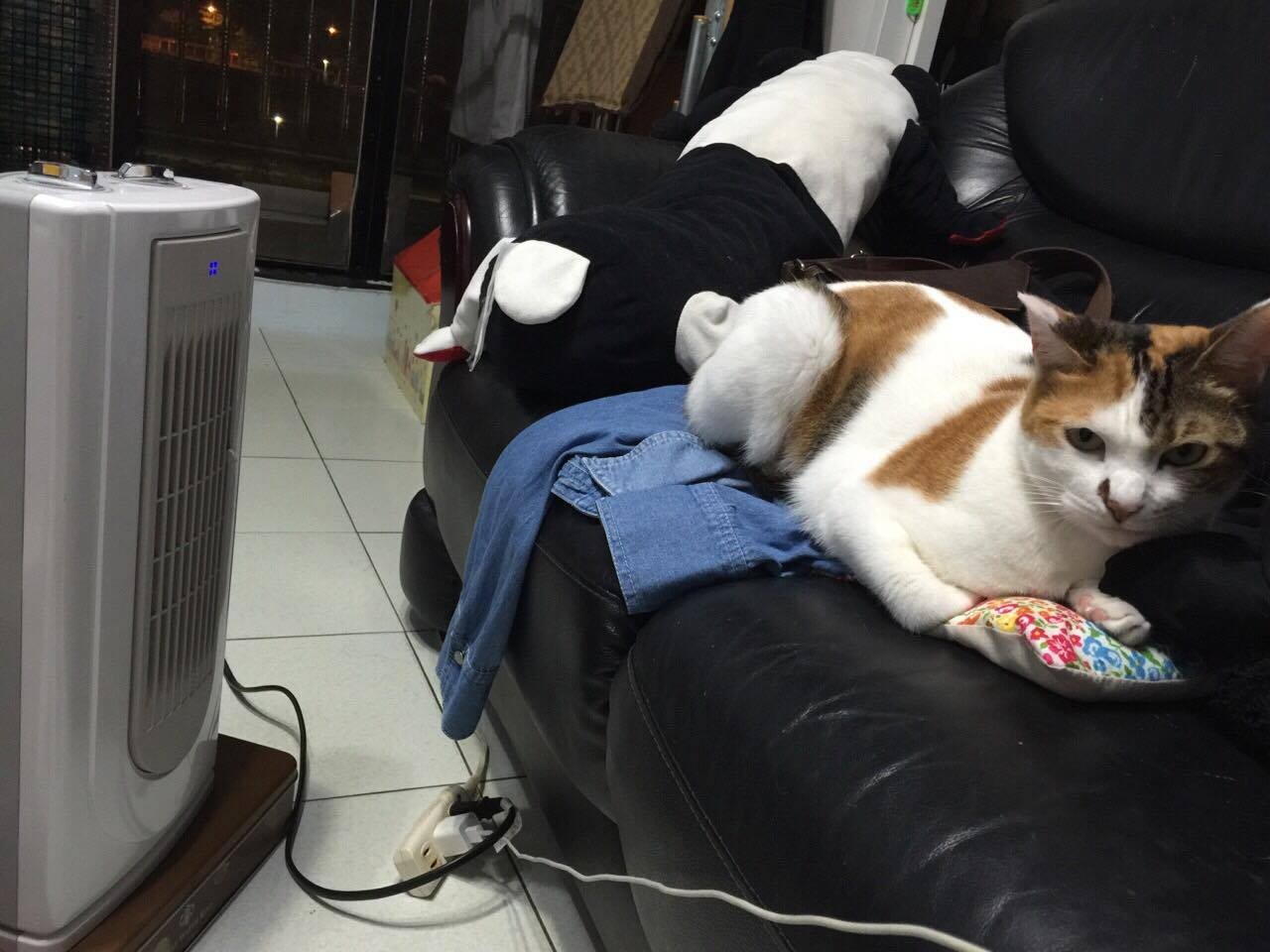 家中寵物冬天喜歡窩在電暖器前，哪都不想去。（圖／記者許力方攝）