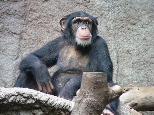 黑猩猩越愛扔大便，代表他越懂得跟同伴溝通！(圖／取自www.physorg.com)