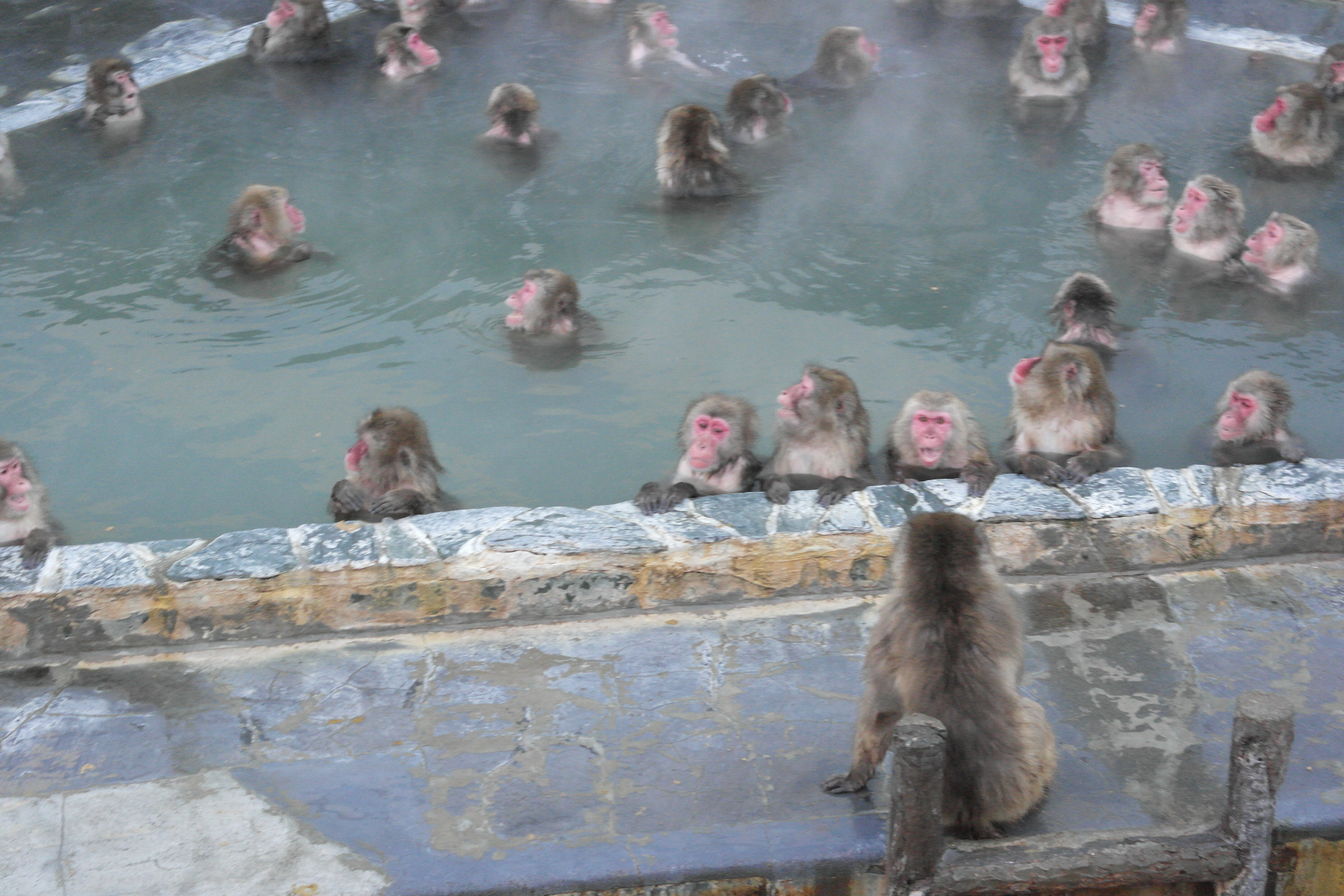 函館熱帶植物園看猴子泡湯。（圖／記者賴文萱攝）