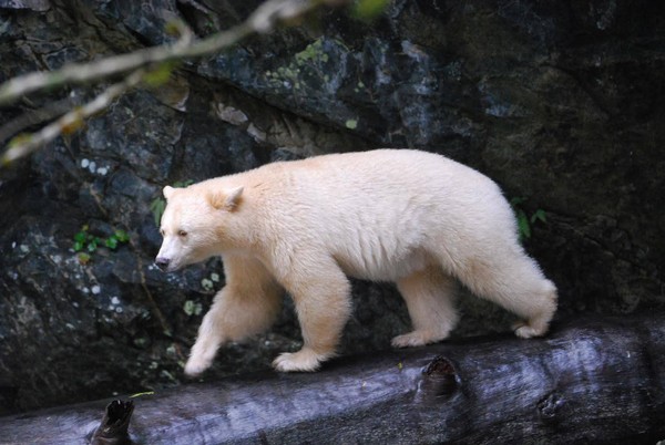 柯莫德熊拥有洁白的毛色,其实是黑熊的亚种