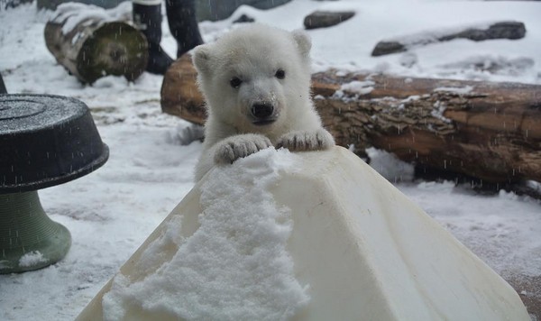 小北極熊第一次玩雪。（圖／翻攝自多倫多動物園臉書）