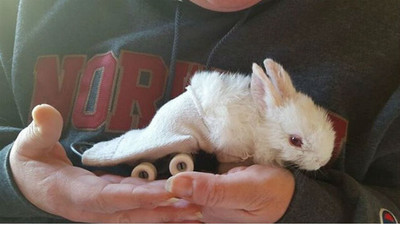 撿到癱瘓兔寶寶　男子打造小滑板讓牠重回活力