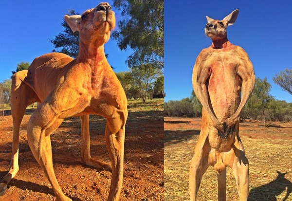 袋鼠羅傑。（圖／翻攝自The Kangaroo Sanctuary Alice Springs臉書）