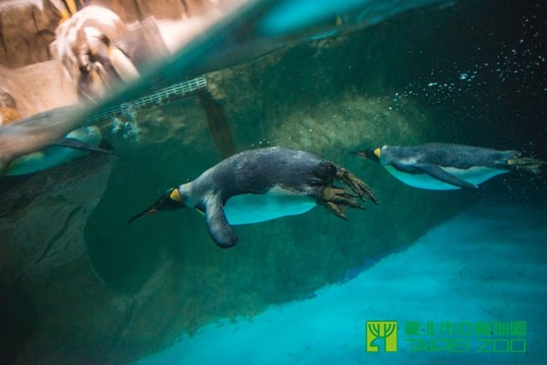 國王企鵝春季泳訓。（圖／台北市立動物園提供）