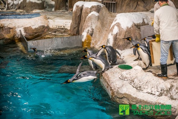 國王企鵝春季泳訓。（圖／台北市立動物園提供）