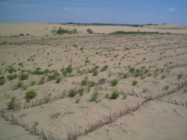 內蒙古荒漠化嚴重，近年積極展開治沙綠化。（圖／翻攝自中國綠化基金會網站）
