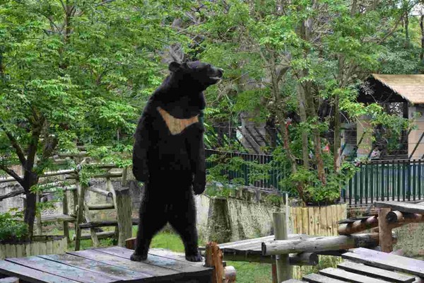 壽山動物園黑熊波比。（圖／翻攝自壽山動物園臉書）