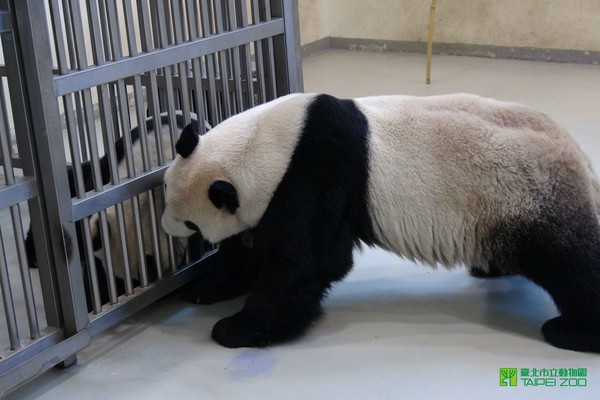 團團圓圓純情相望。（圖／翻攝自台北市立動物園臉書）