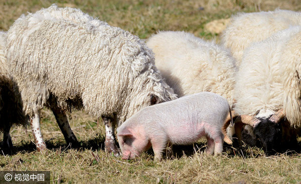 小豬「寶貝」自以為是綿羊，整天混在羊群堆裡。（圖／CFP）