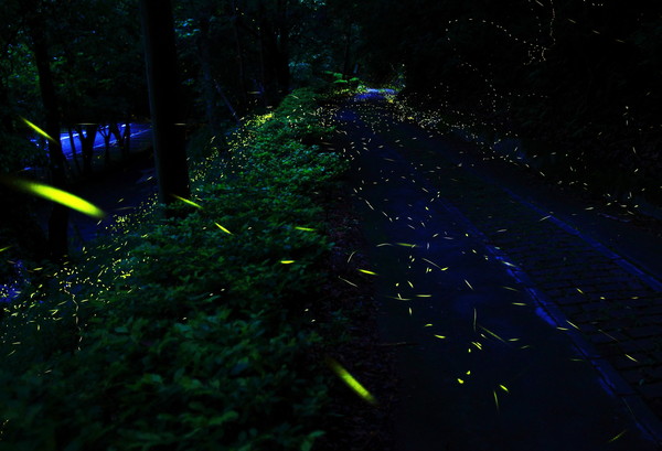 螢光在夜中閃爍奧萬大森林區。（圖／林務局南投林管處提供）