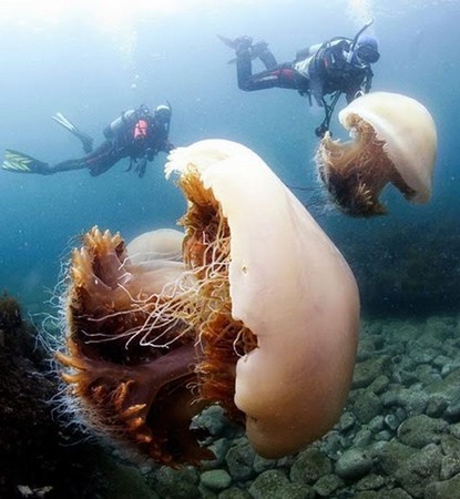 越前水母巨型图片