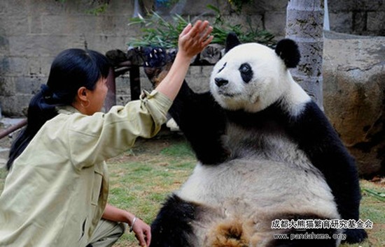 世界最長壽大貓熊巴斯奶奶。（圖／翻攝自成都大熊貓繁育研究基金會）