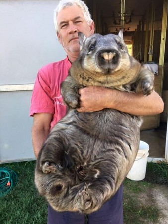 忘記自己長大！澳洲毛鼻袋熊就愛討抱抱。（圖／翻攝自「Safe Haven-AACE」臉書）