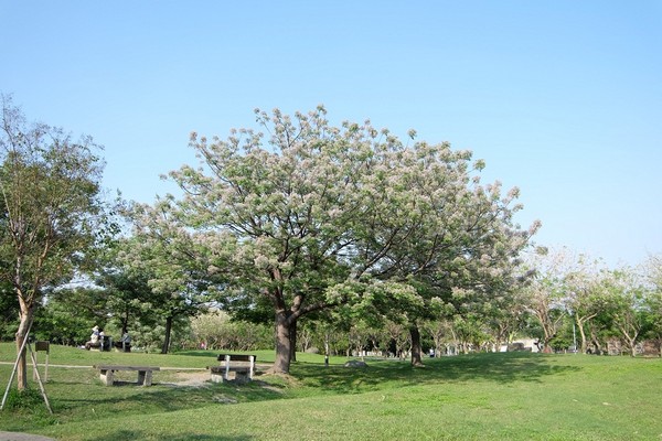 春季紫色恋曲!高雄劳工公园楝树浪漫绽放