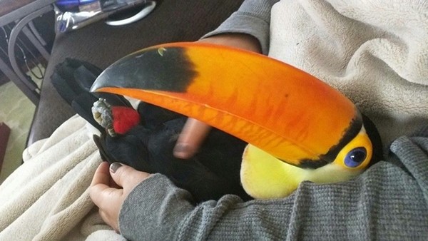 愛撒嬌巨嘴鳥 纏著主人討摸摸 醒醒啊 你不是狗 鍵盤大檸檬 Ettoday新聞雲